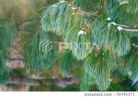 Cedar branches with long fluffy needles in winter covered with snow 70743371