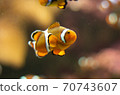 小丑anemonefish 70743607