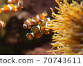 小丑anemonefish 70743611
