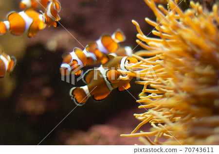 小丑anemonefish 70743611