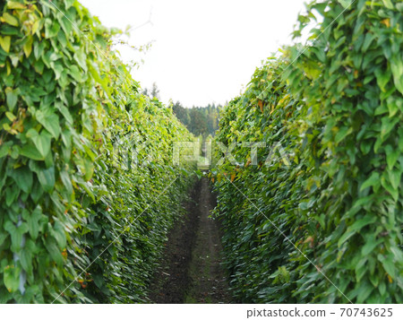 Aligned long potato fields Aligned long potato fields 70743625
