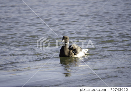 來到千葉縣的國譽 來到千葉縣的國譽 70743630