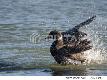 Brant that gives a splash Brant that gives a splash 70743910