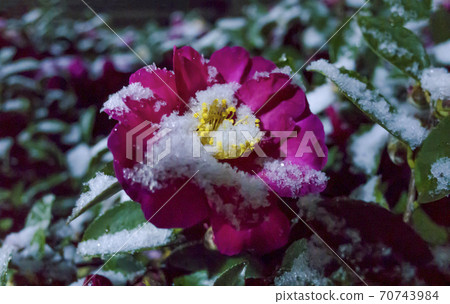 Sasanqua in the snow at night Sasanqua in the snow at night 70743984