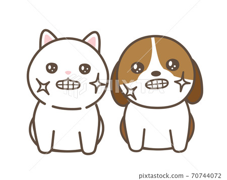 Cat and dog with brushed teeth white background Cat and dog with brushed teeth white background 70744072