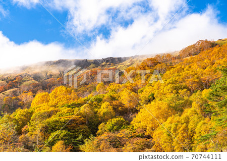 《Nagano Prefecture》 Kurumayama Plateau / Yellow Leaves Venus Line 《Nagano Prefecture》 Kurumayama Plateau / Yellow Leaves Venus Line 70744111