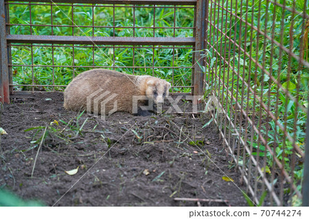 Badger trapped in a vermin capture trap 70744274