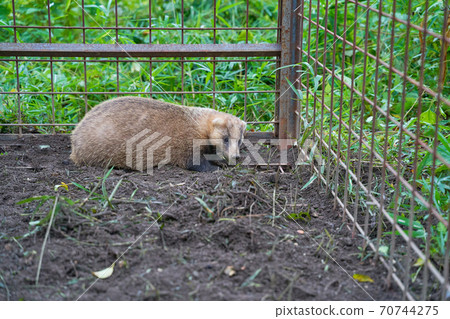 Badger trapped in a vermin capture trap 70744275