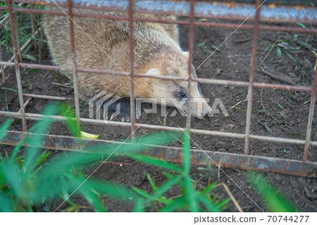 Badger trapped in a vermin capture trap 70744277