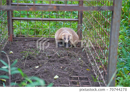 Badger trapped in a vermin capture trap 70744278
