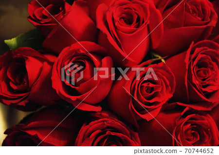 Close up photo of a dozen of red roses. 70744652