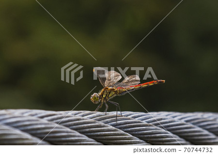 Red dragonfly that stops on a wire rope and rests its wings September 70744732