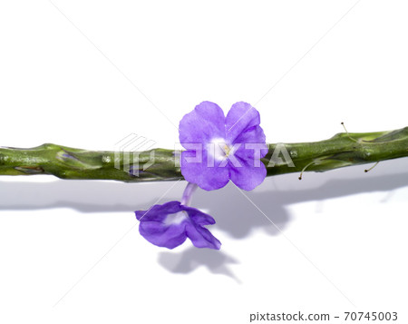 Brazilian Tea plant on white background. Brazilian Tea plant on white background. 70745003