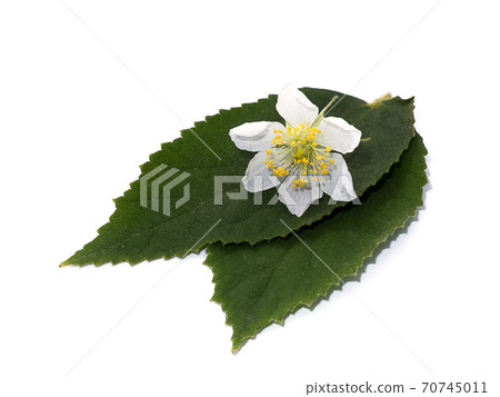 Close up of Jamaican cherry flower. 70745011