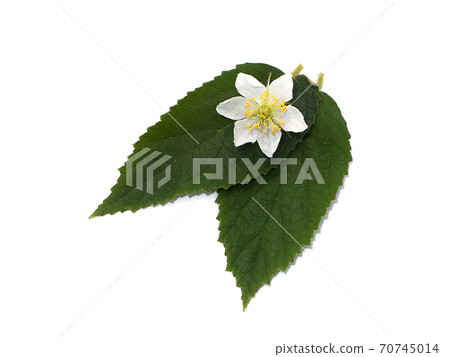 Close up of Jamaican cherry flower. Close up of Jamaican cherry flower. 70745014