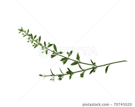 Close up grass of Macao Tea, Sweet Broomweed on white background. Close up grass of Macao Tea, Sweet Broomweed on white background. 70745020