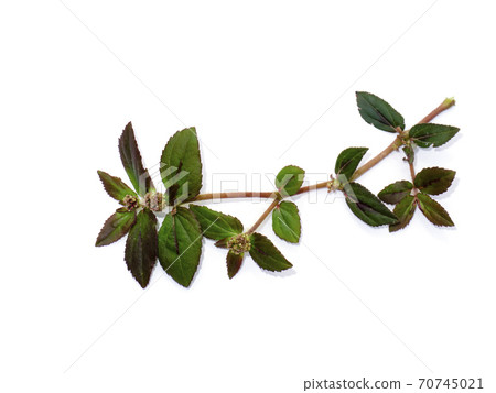 Close up of Garden Spurge leaves on white background Close up of Garden Spurge leaves on white background 70745021