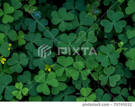 Close up leaves of Creeping lady's sorrel plant Close up leaves of Creeping lady's sorrel plant 70745032