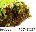 Sunny lettuce lettuce 70745187