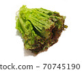 Sunny lettuce lettuce 70745190