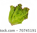 Sunny lettuce lettuce 70745191