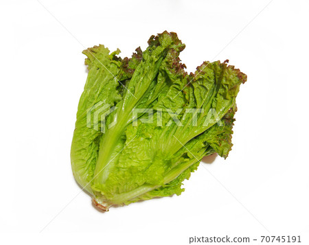 陽光生菜 70745191