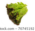 Sunny lettuce lettuce 70745192