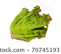Sunny lettuce lettuce 70745193