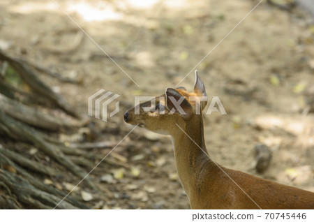 Deer on abstract background 70745446