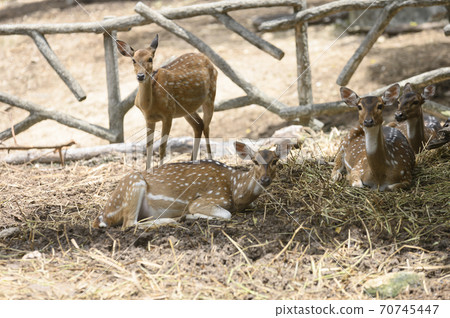 Deer on abstract background Deer on abstract background 70745447