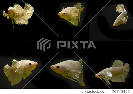 Six Golden Thai fighting fish 70745465