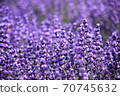 Lavender at Horomi Pass 70745632