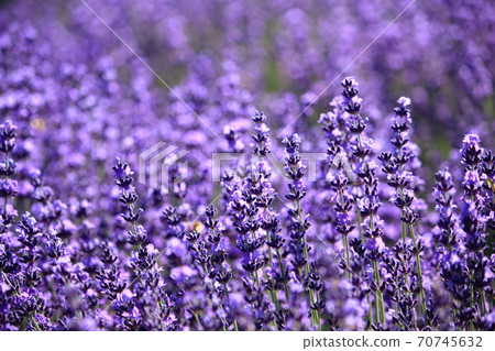 Horomi Pass的薰衣草 Horomi Pass的薰衣草 70745632