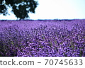 Lavender at Horomi Pass 70745633