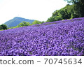 Lavender at Horomi Pass 70745634
