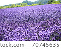 Lavender at Horomi Pass 70745635