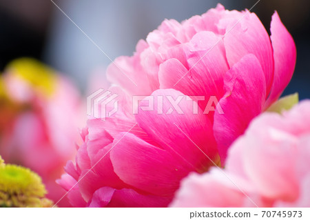 floral arrangement of pink pion flowers close-up. floral arrangement of pink pion flowers close-up. 70745973