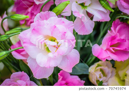 Eustoma flowers close-up blurred background Eustoma flowers close-up blurred background 70745974