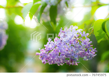 Branch of blossoming purple lilac on a sunny day 70745975