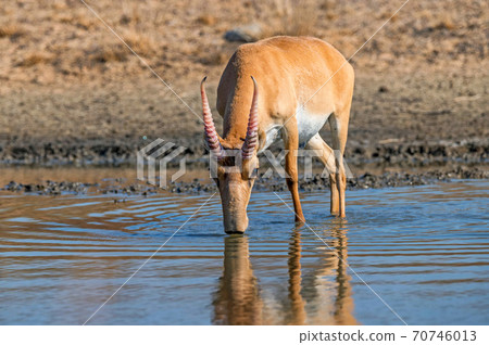 Saiga tatarica at a watering place drinks water 70746013