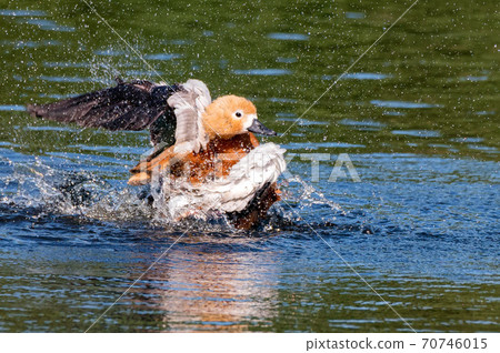 Ruddy Shelducks or Tadorna ferruginea swimming in a lake Ruddy Shelducks or Tadorna ferruginea swimming in a lake 70746015