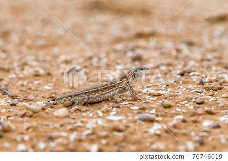 Close up of steppe-runner or Eremias arguta 70746019