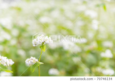 秋蕎麥花 70746134