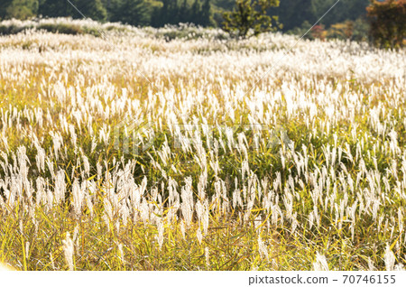 Snow White shining in the setting sun 70746155