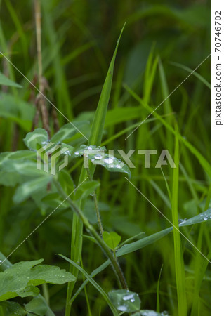 Rainy season city landscape 038 70746702