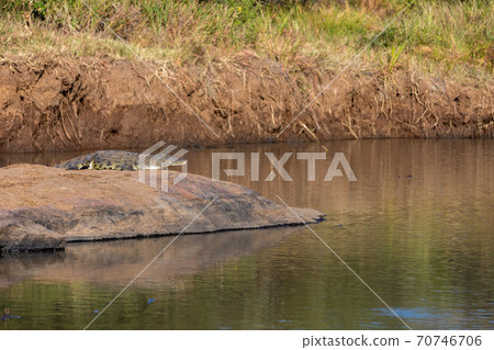 crocodile in pilanesberg national park, South Africa crocodile in pilanesberg national park, South Africa 70746706