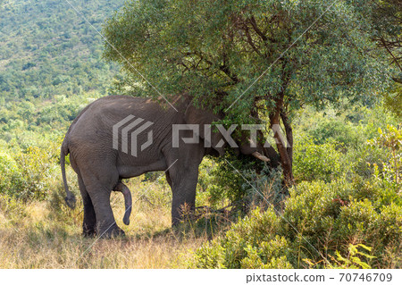 wild African Elephant ready for mating, South Africa wild African Elephant ready for mating, South Africa 70746709