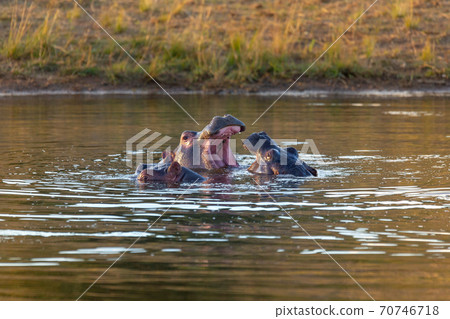wild hippo, South Africa Safari wildlife wild hippo, South Africa Safari wildlife 70746718