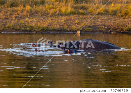 wild hippo, South Africa Safari wildlife wild hippo, South Africa Safari wildlife 70746719
