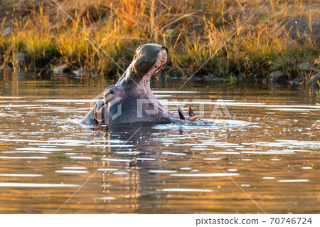 wild hippo, South Africa Safari wildlife 70746724